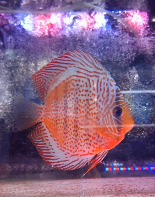 Cherckerd board discus