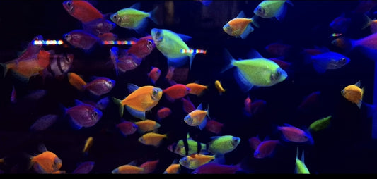 Neon Widows (Glo Fish) Blue
