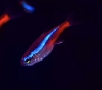 Neon tetra