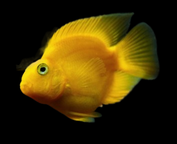 Red Parrot Fish
