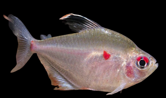 Bleeding heart tetra