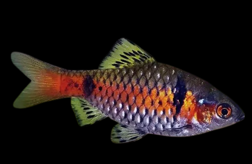 Odessa barb