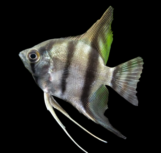 False Altum Angelfish