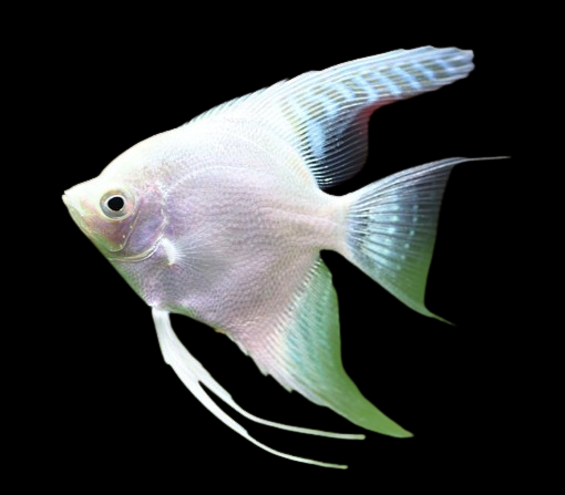 Platinum Angel Fish