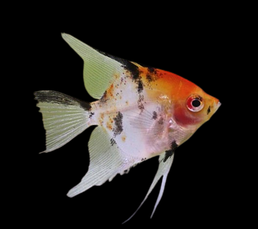 Koi Angel Fish
