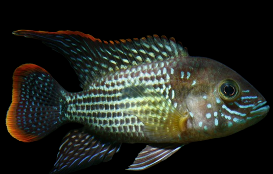 Green Terror Cichlid