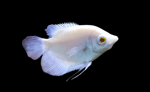 Small Albino Giant Gourami