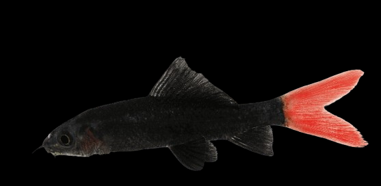 Red Tail Sharks