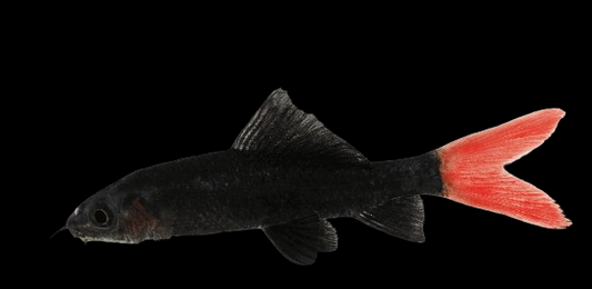 Red Tail Sharks