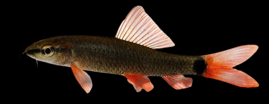 Rainbow Shark