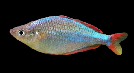 Neon Dwarf Rainbowfish