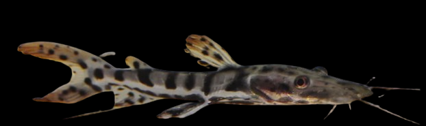 Tiger Shovelnose Catfish