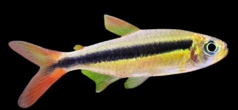 Red Tail Penguin Tetra