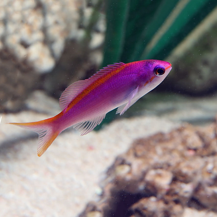 Purple Anthias