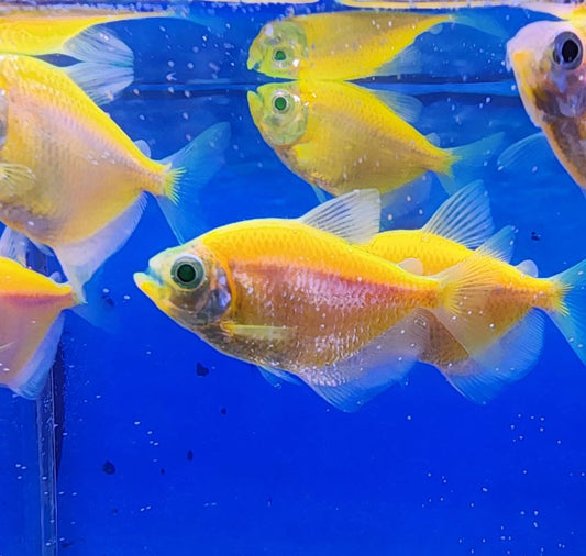 Yellow Glow Tetra