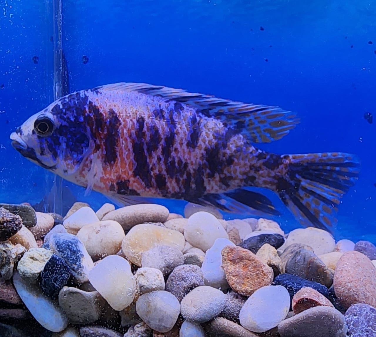 OB Peacock Cichlid