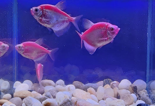 Purple Glow Tetra