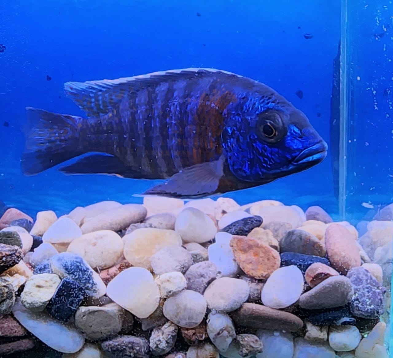 Blue Peacock Cichlid