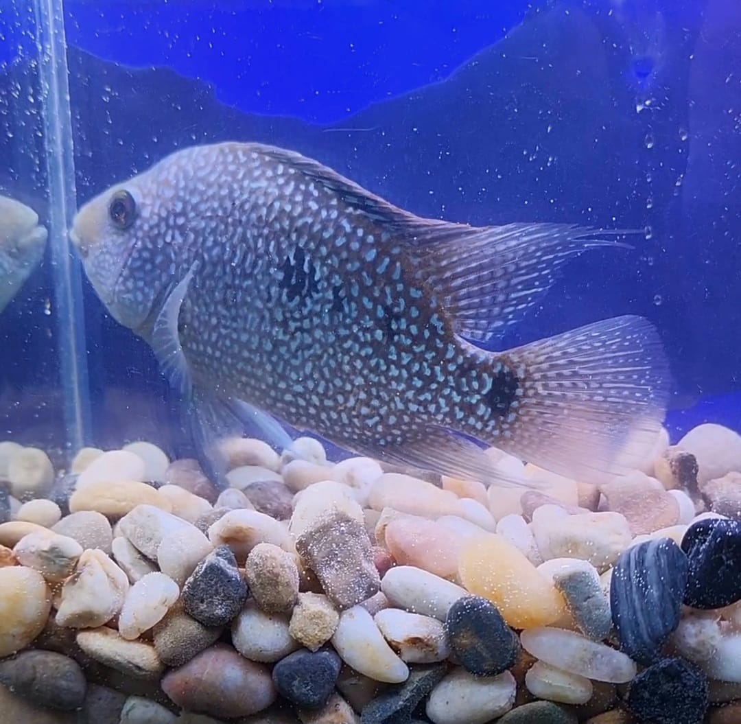 Green Texas Cichlid