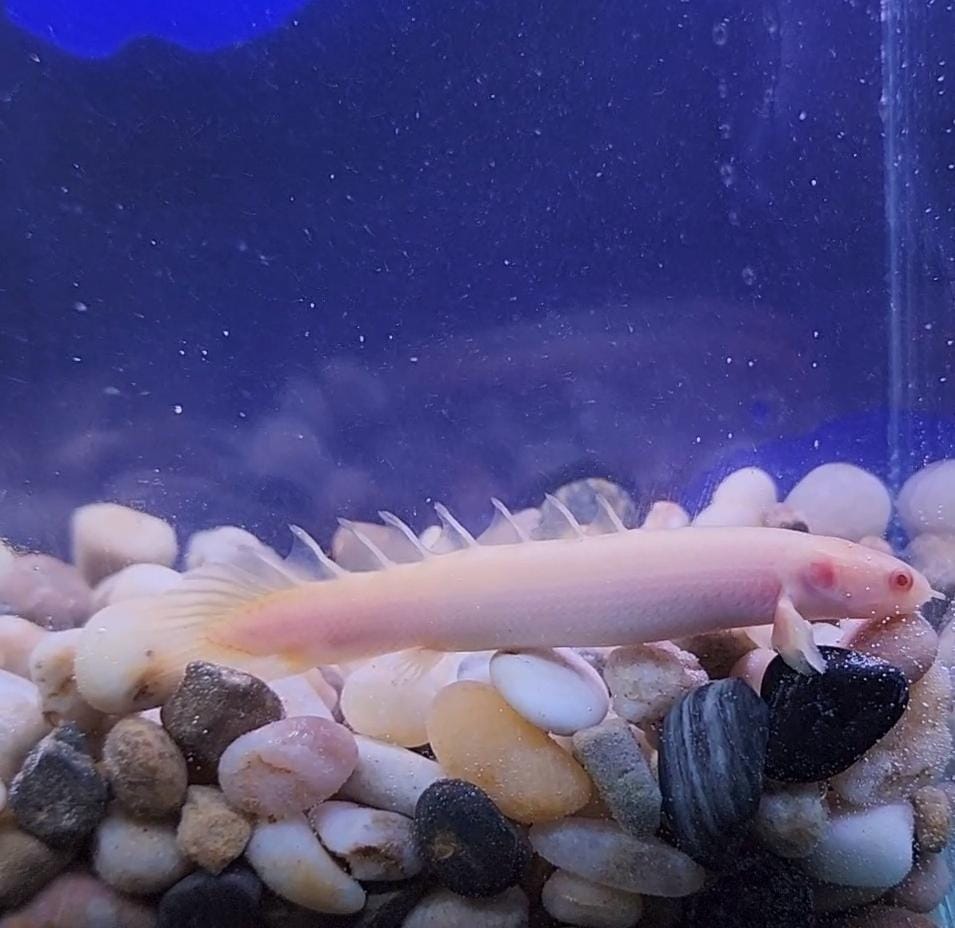 Albino Bichir