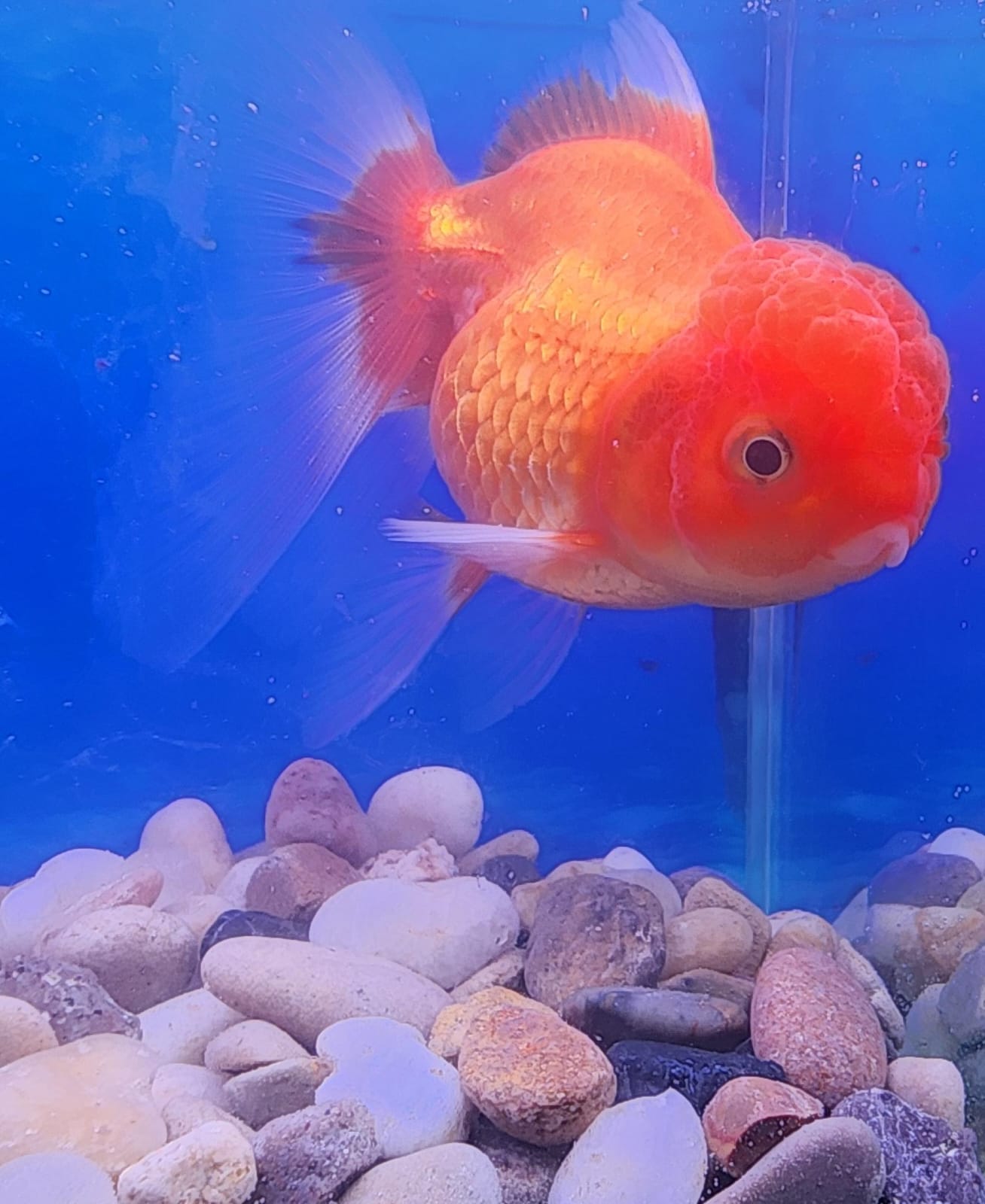 Oranda Goldfish