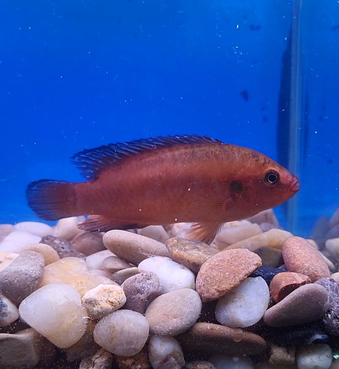 Red Jewel Cichlid