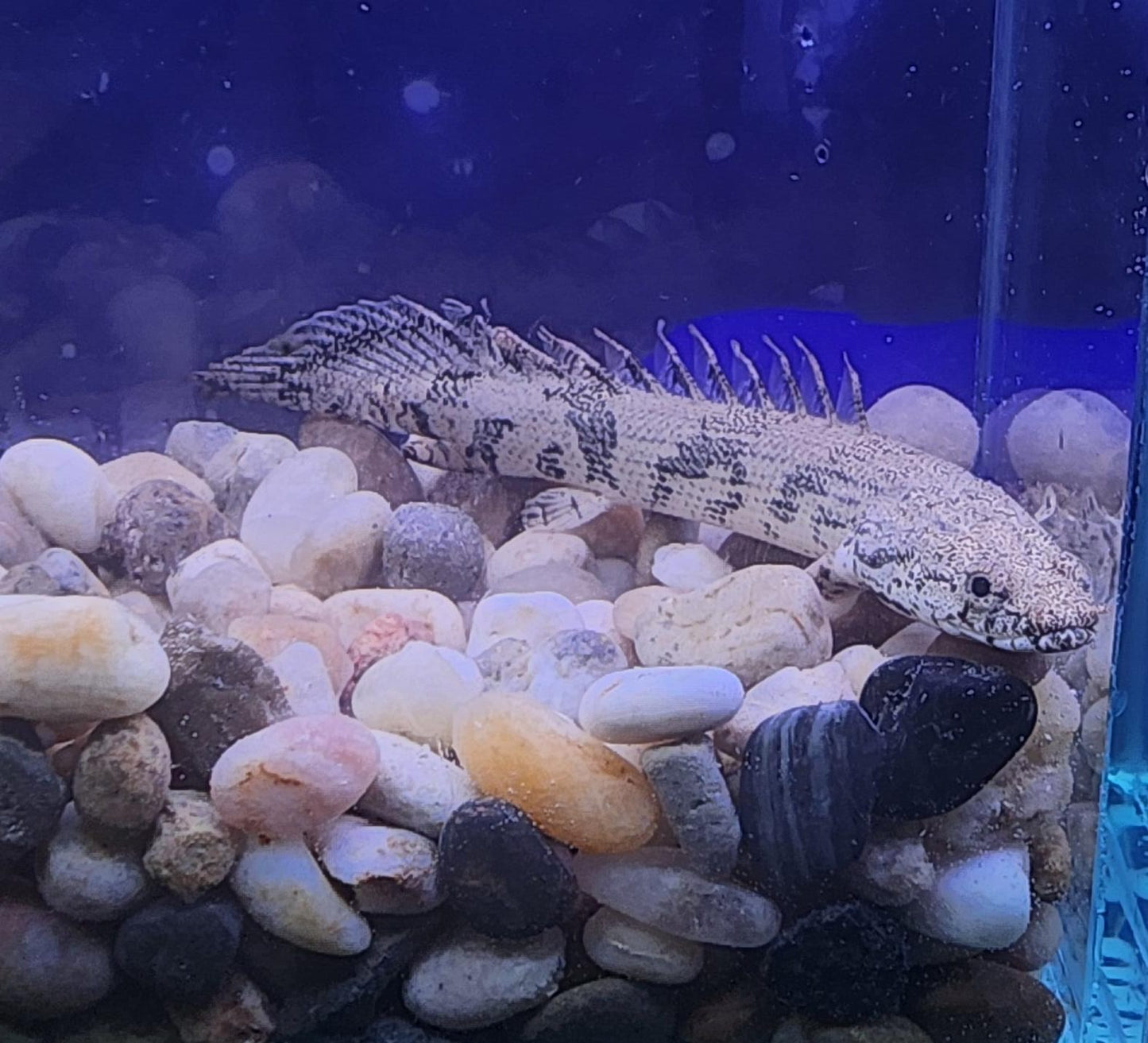 Endelcherie Bichir