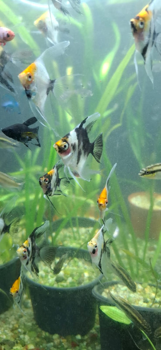 Baby Koi Angel Fish