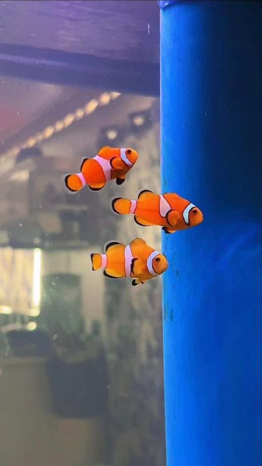 Ocellaris clownfish
