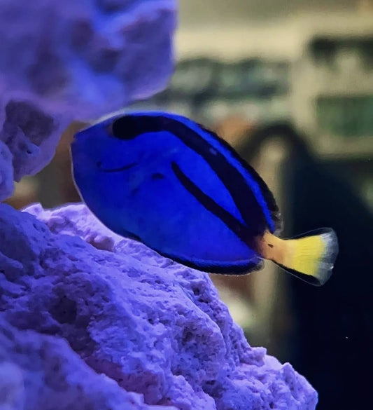 Hippo Tang (Dory)