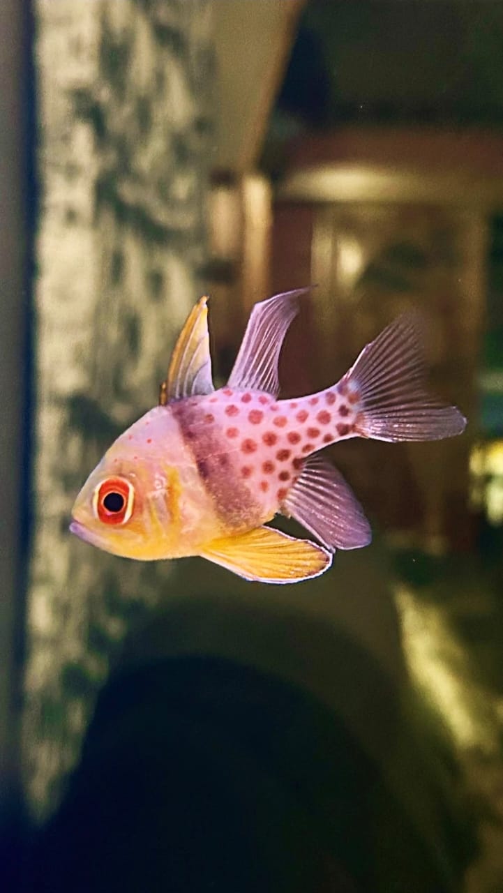 Pajama cardinalfish