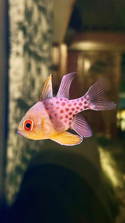 Pajama cardinalfish