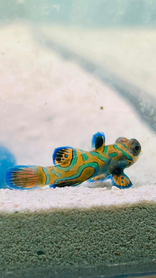 Mandarin Goby