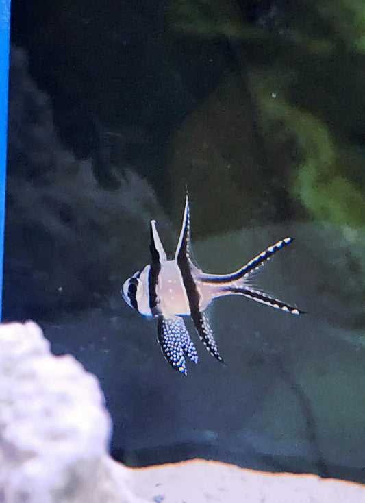 Banggai cardinalfish