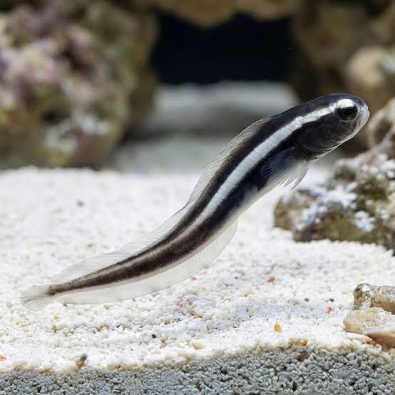 Engineer Neon Goby