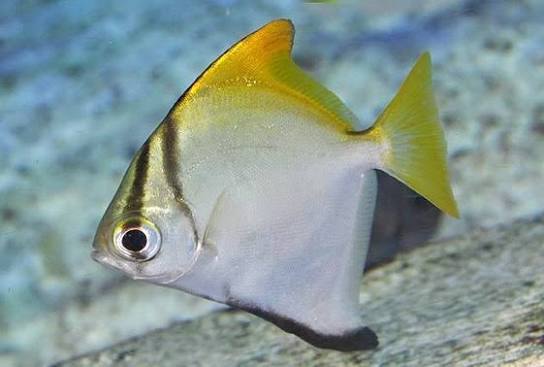 Mono Argenteus