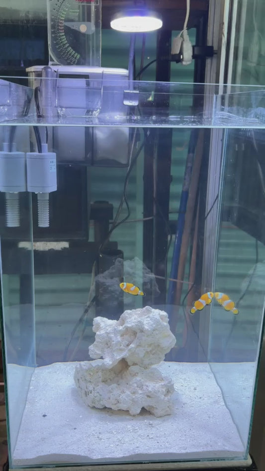 Beginner Salt Water Set UP