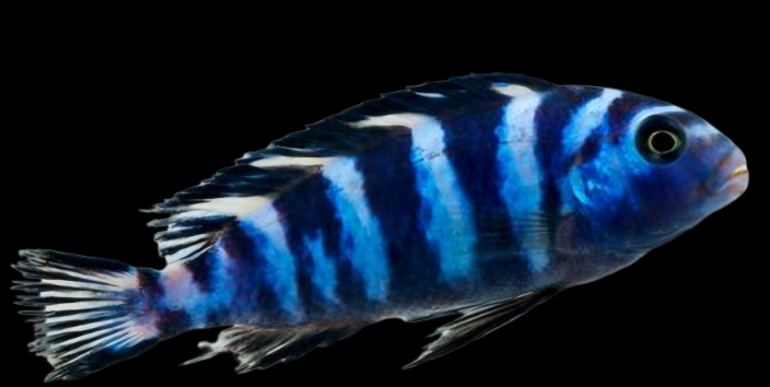 Mbuna Chiclids