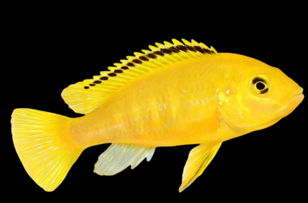 Mbuna Chiclids