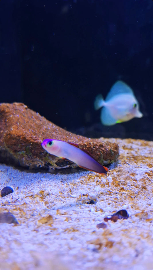 Purple Fire Fish