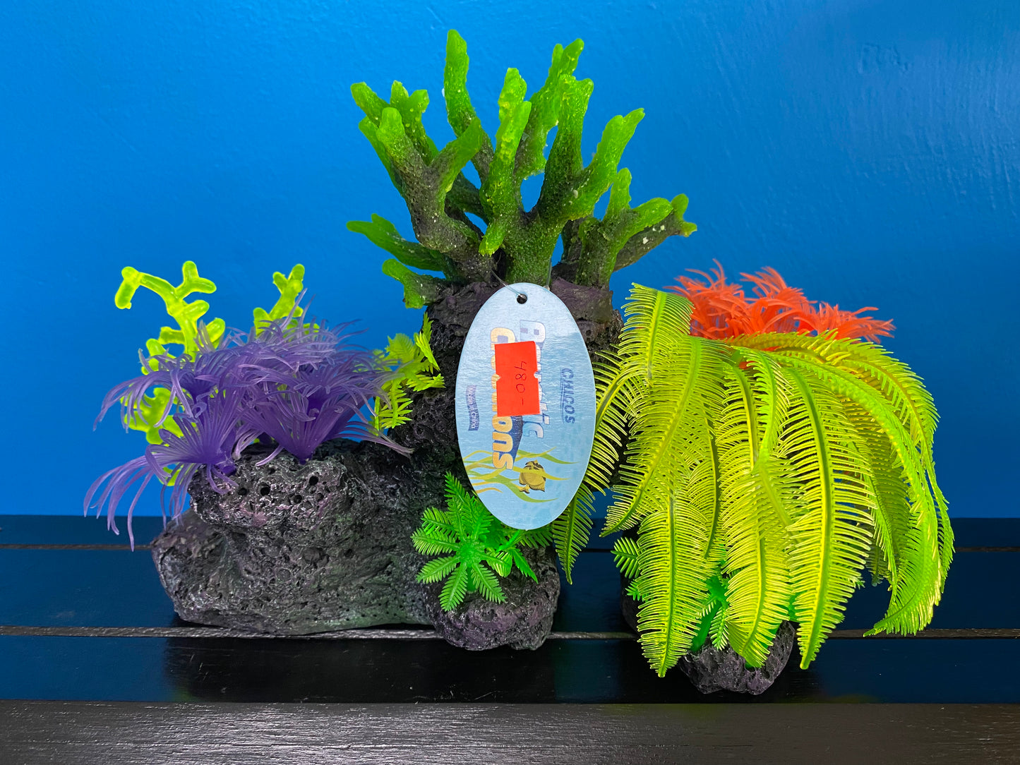 Colorful Coral