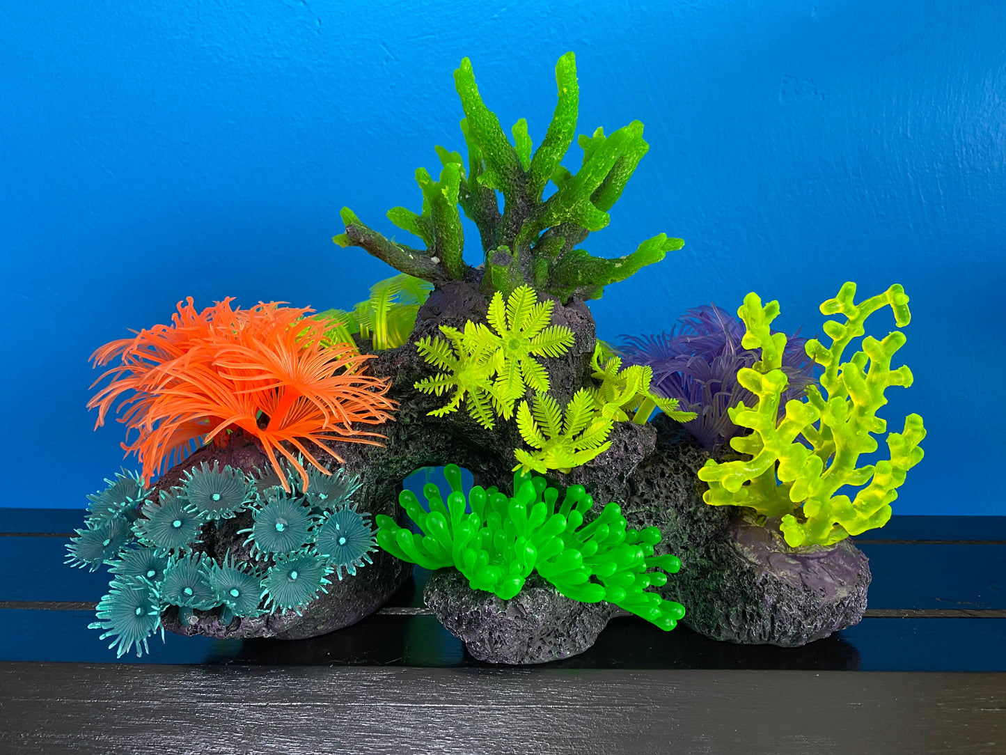 Colorful Coral