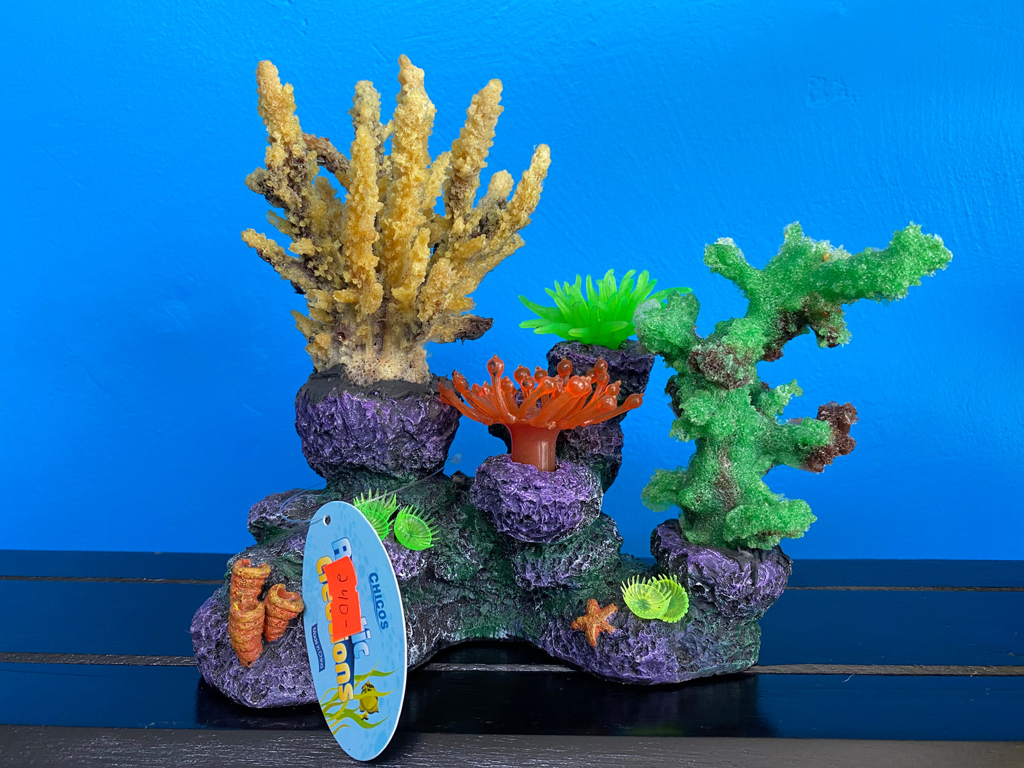 Colorful Coral